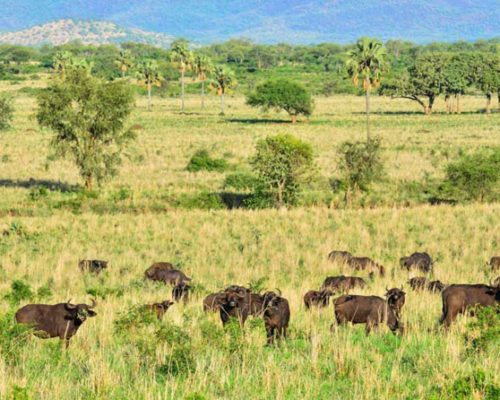 A-herd-of-buffaloes-in-Kidepo-Valley-National-Park